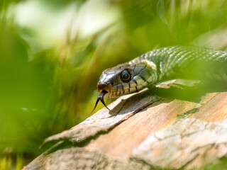 Barrenringelnatter (Natrix helvetica)