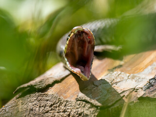 Barrenringelnatter (Natrix helvetica)