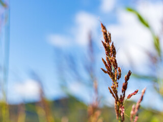 青空とセイバンモロコシ02