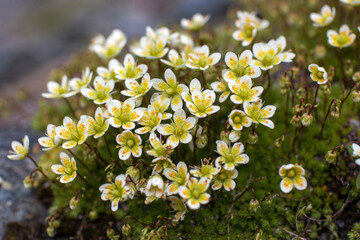 Saxifraga bryoides - Wild flowers in Alps