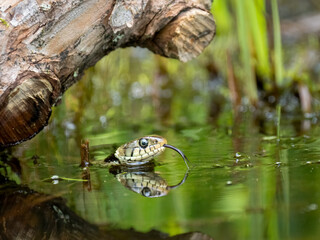 Barrenringelnatter (Natrix helvetica)