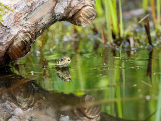Barrenringelnatter (Natrix helvetica)