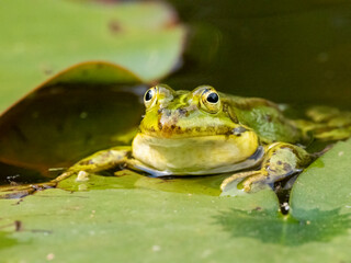 Obraz premium Grünfrosch &nbsp;(Pelophylax „esculentus“) auch Wasserfropsch genannt