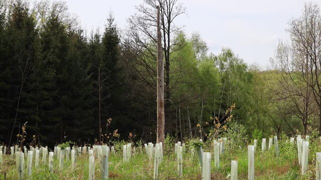 reforestation with tree seedlings with plastic tubes around stem growing in rows