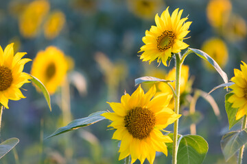sunflower. Yellow sunflowers, good harvest, bright sunny flower. farming, vegetable garden, field,...