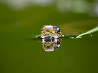 Barrenringelnatter (Natrix helvetica)