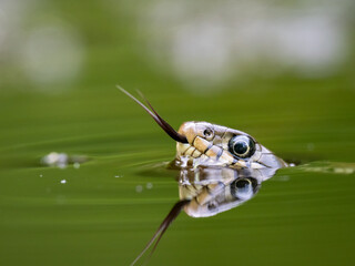 Barrenringelnatter (Natrix helvetica)