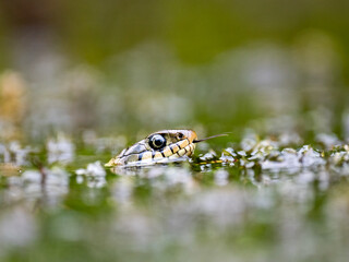 Barrenringelnatter (Natrix helvetica)
