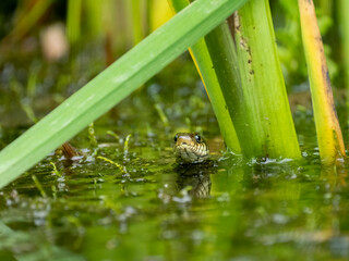 Barrenringelnatter (Natrix helvetica)