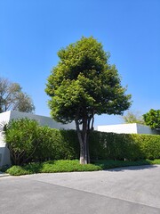 Big tree. Tropical tree. Landscape decoration. beautiful natural home decorations. Interior and exterior design