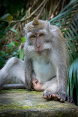 Fototapeta premium monkey of Bali