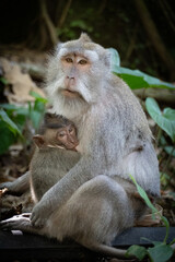 Obraz premium Mother and baby monkey cuddling