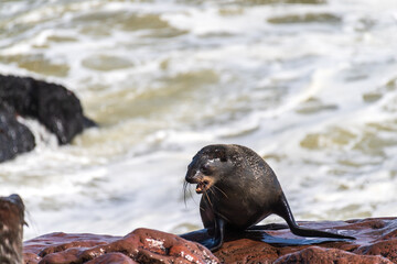 Obraz premium Detail of the seal colony at Cape Cross, off the skeleton coast of Namibia.