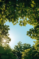 A view of tree leaves framing a clear blue sky with sunlight filtering through.
