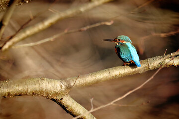 Kingfisher