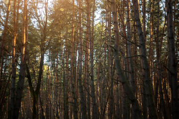 Obraz premium autumn landscape in the park