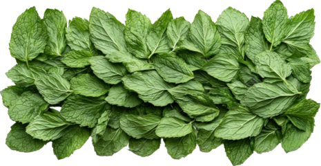 Fresh green mint leaves arranged beautifully
