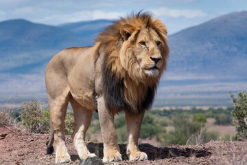 Obraz premium Lion against the backdrop of the savannah.