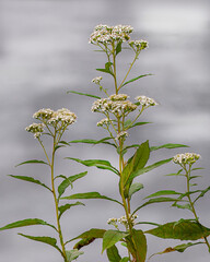 Obraz premium A close-up of White Crownbeard, Verbesina virginica, also called Frostweed, against a cloudy sky. Shows flowers and leaves on a tall stem.