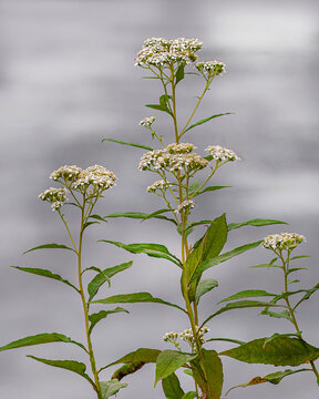 A close-up of White Crownbeard, Verbesina virginica, also called Frostweed, against a cloudy sky. Shows flowers and leaves on a tall stem.
