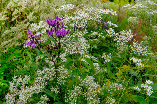 A close-up of bright purple Tall Ironweed, Vernonia gigantea, white Boneset, Eupatorium perfoliatum, and White Crownbeard, Verbesina virginica, in an autumn meadow. Details flowers and leaves.