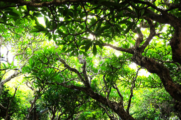 Obraz premium fresh green Frangipani flower branch and tropical plant in natural sunlight of garden