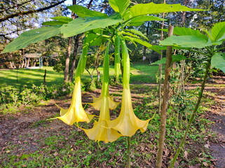 Brugmansia flowers grown in the open on the garden plot