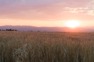 Wheat with sunset and clouds background