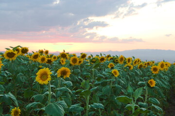 Sunflower field during sunset in Erzurum