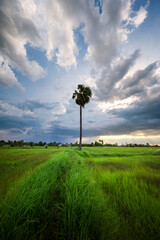 Breathtaking view of Thailand's countryside featuring lush green rice fields. The tranquil rural landscape showcases the natural beauty and traditional charm of Southeast Asia, perfect for nature.