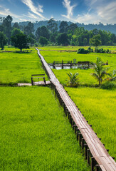Breathtaking view of Thailand's countryside featuring lush green rice fields. The tranquil rural landscape showcases the natural beauty and traditional charm of Southeast Asia, perfect for nature.