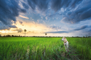 Breathtaking view of Thailand's countryside featuring lush green rice fields. The tranquil rural landscape showcases the natural beauty and traditional charm of Southeast Asia, perfect for nature.