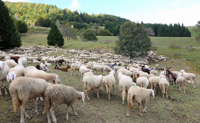 Obraz premium flock of sheep and goats grazing in the mountain meadow