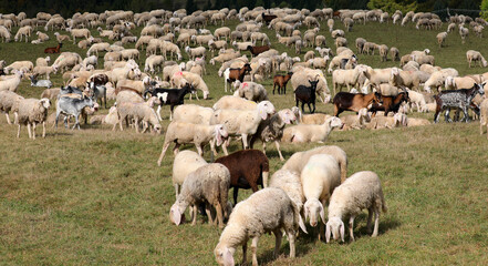 Fototapeta premium Many sheep and goats grazing on the green grass of a hillside meadow