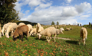 Fototapeta premium white sheep grazing on the green meadow eating grass under the blue sky with white clouds