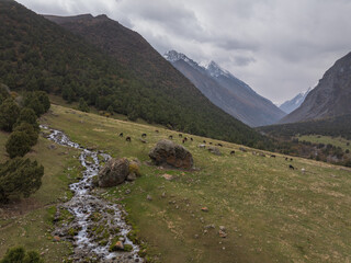 A mountain river, a stream meanders on the slope of the mountain. Summer landscape, meadow and fir...
