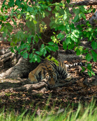 wild bengal tiger or panthera tigris at bandhavgarh National Park Forest Reserve madhya predesh...