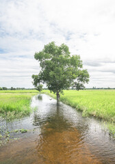  flooded rice field in Thailand, showcasing the reflection of the sky on the water's surface. This image captures the reality of agricultural life, natural irrigation, and the resilience of local farm