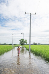  flooded rice field in Thailand, showcasing the reflection of the sky on the water's surface. This image captures the reality of agricultural life, natural irrigation, and the resilience of local farm