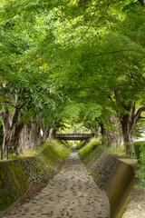 Naklejka premium path in the park