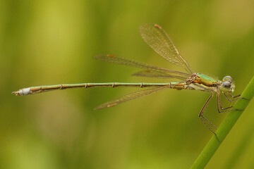 Fototapeta premium Closeup on a Small spreadwing damselfly, Lestes virens perched in vegetation