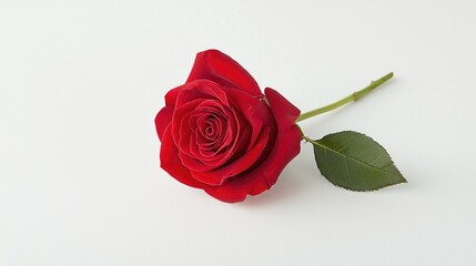 Delicate red rose flower display studio setting photography minimalist environment close-up view beauty in nature