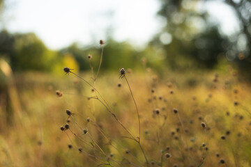 blurred background of forest and autumn grass