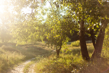 blurred background of forest and autumn grass