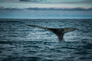 Humpback whale diving in the ocean near iceland
