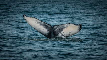 Fototapeta premium Humpback whale showing tail in iceland