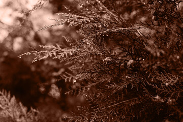 A close up of thuja with many branches. Color of the Year 2025 Mocha Mousse color. Chocolate or Brown Background