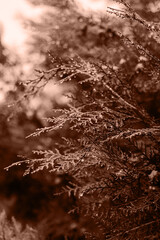 A close up of thuja with many branches. Color of the Year 2025 Mocha Mousse color. Chocolate or Brown Background