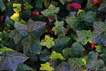 Ivy as a natural decorative element. A close-up of green ivy growing on a wall. The natural texture...