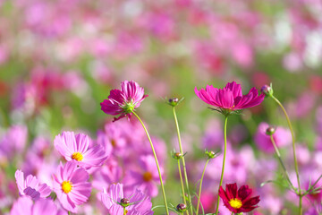 Obraz premium Colorful cosmos flowers blooming in the flower fields.